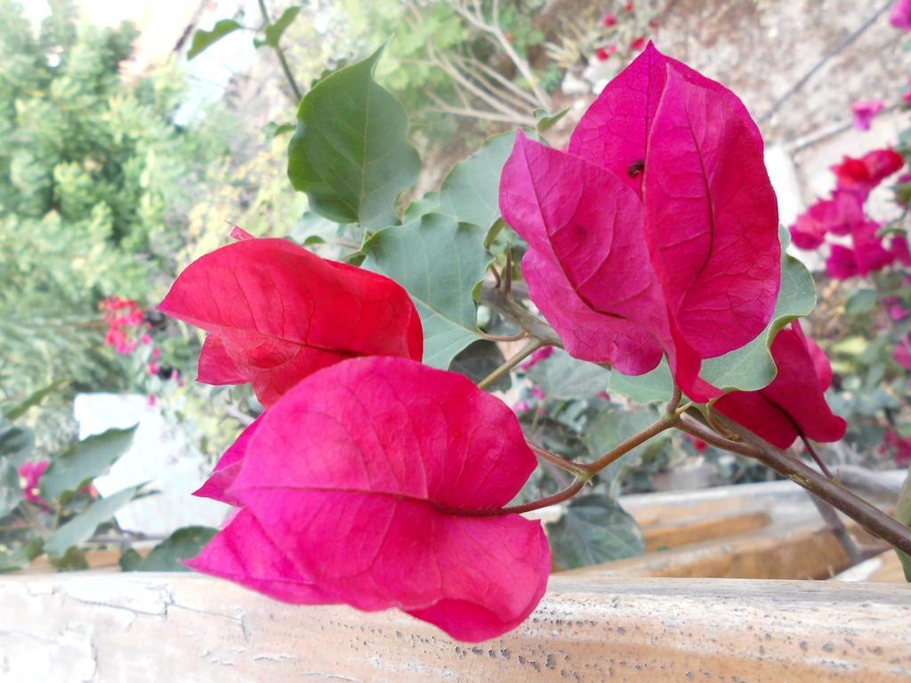 Maremonti Bed & Breakfast Puerto López Dış mekan fotoğraf